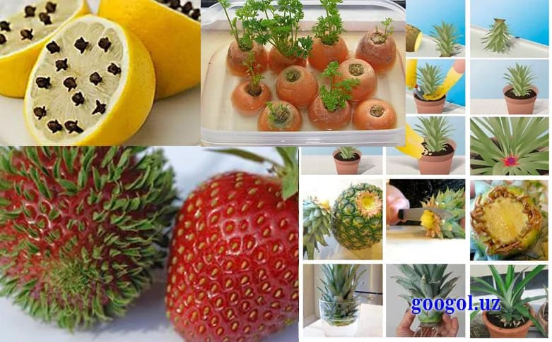 Zamonaviy usulda - Agro olami