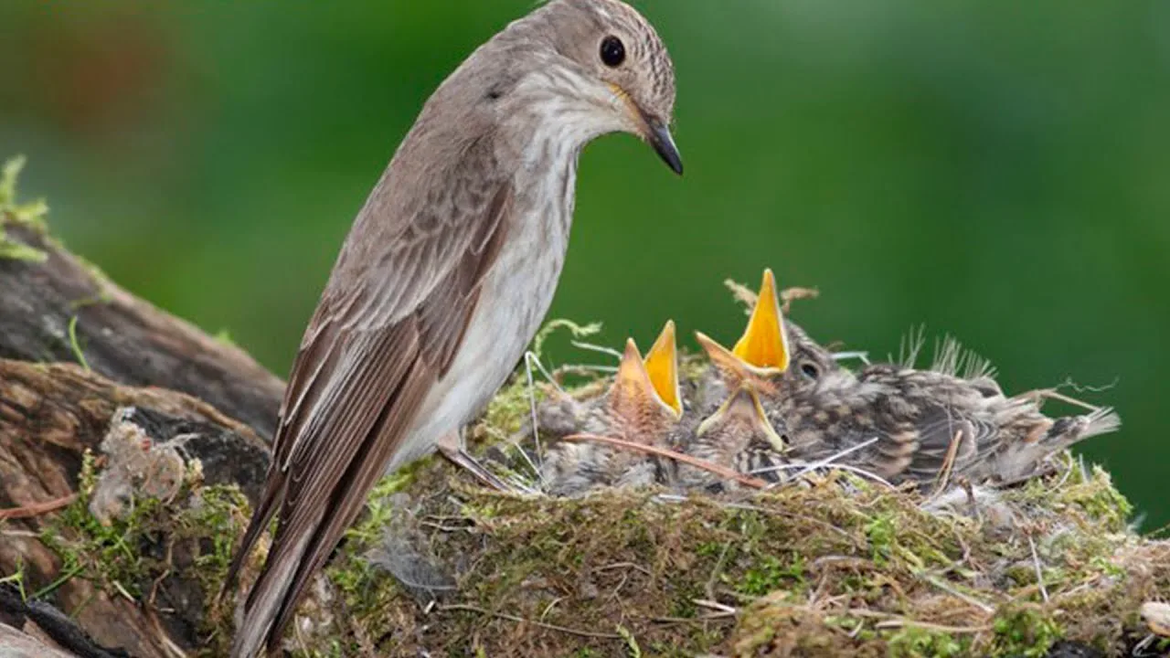 O'tinchi hikoyasi. Ibratli hikoya